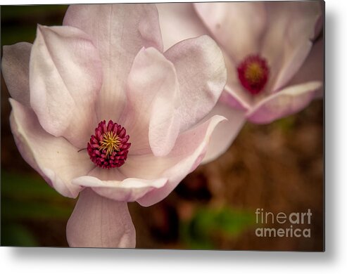 Nola Metal Print featuring the photograph Japanese Magnolia by Kathleen K Parker