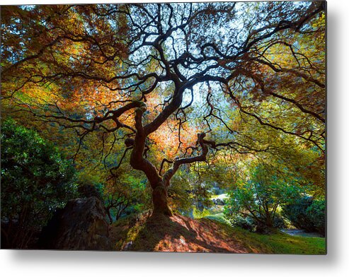 Japanese Maple Metal Print featuring the photograph Japanese Maple by Mike Ronnebeck