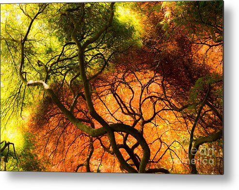 Japanese Metal Print featuring the photograph Japanese Maples by Angela DeFrias