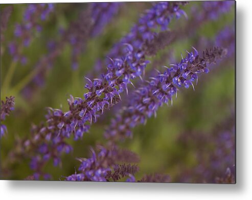 Garden Metal Print featuring the photograph Jardin de Rue by Miguel Winterpacht