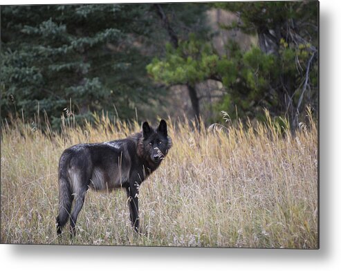 Wolf Metal Print featuring the photograph Jasper Wolf by Bill Cubitt