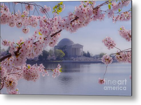 2012 Centennial Celebration Metal Print featuring the photograph Jefferson Memorial through the Blossoms by Jeff at JSJ Photography
