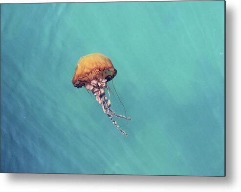 Underwater Metal Print featuring the photograph Jelly Fish by Photo By Laura Kalcheff