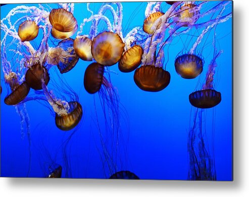 Sea Nettle Jelly Fish Metal Print featuring the photograph Jellyfish Ballet by Marilyn MacCrakin