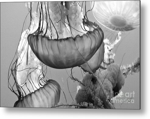 Jelly Fish Metal Print featuring the photograph Jellyfish Floating By by Artist and Photographer Laura Wrede