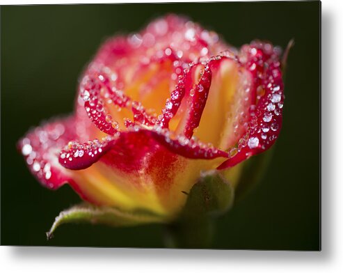 Rose Metal Print featuring the photograph Jewels by Priya Ghose