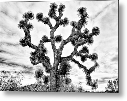 Joshua Tree Metal Print featuring the photograph Joshua Black and White by Benjamin Yeager