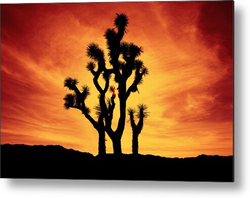 Joshua Tree Metal Print featuring the photograph Joshua Tree Sunset by Andre Aleksis