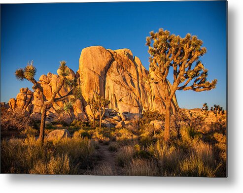 California Metal Print featuring the photograph Joshua Tree Sunset Glow by Peter Tellone