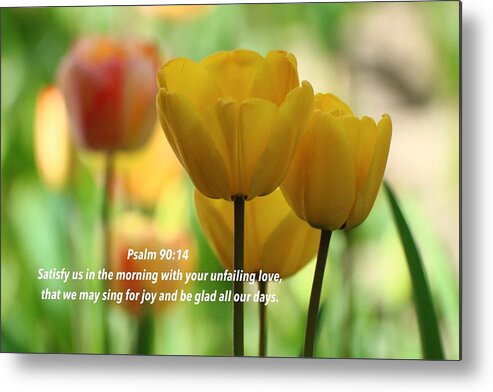 Tulip Metal Print featuring the photograph Joy comes in the morning by Lynn Hopwood