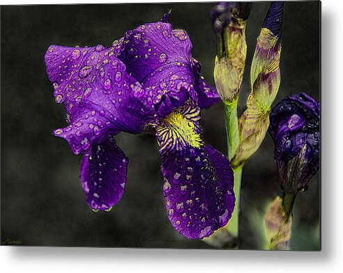 Floral Metal Print featuring the photograph Floral Tears by Renee Anderson