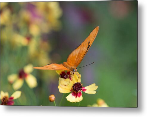 Butterfly Metal Print featuring the photograph Julia Butterfly by Cathy Donohoue