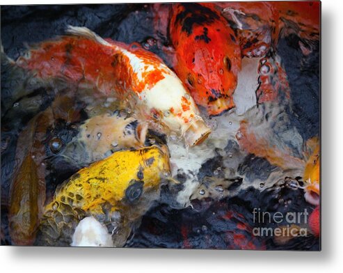 Koi Fish Metal Print featuring the photograph Jumping for Koi by Veronica Batterson