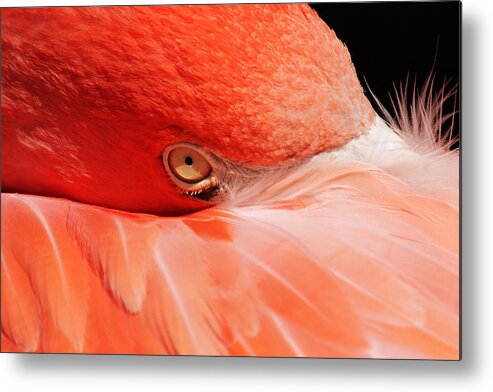 Flamingo Metal Print featuring the photograph Just a Peek by Theo OConnor