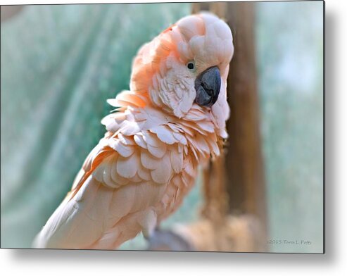 Cockatoo Metal Print featuring the photograph Just Call Me Fluffy by Tara Potts