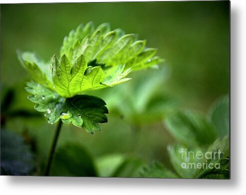 Green Metal Print featuring the photograph Just Green by Jeremy Hayden