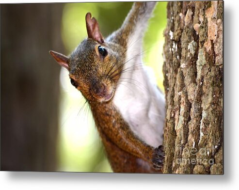 Squirrel Metal Print featuring the photograph Just Hanging Around by Chad and Stacey Hall
