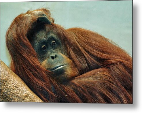 Orangutan Metal Print featuring the photograph Just Hanging Around by Jean Goodwin Brooks