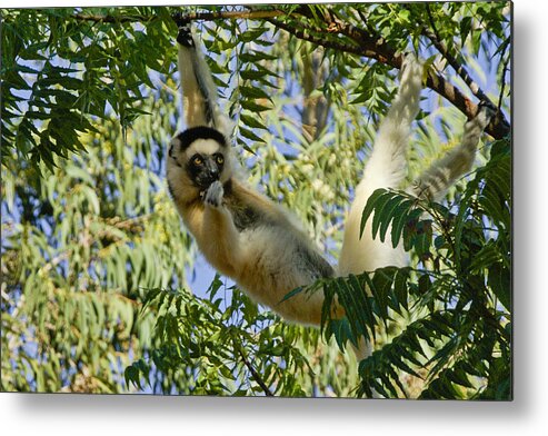 Africa Metal Print featuring the photograph Just Hanging Around by Michele Burgess