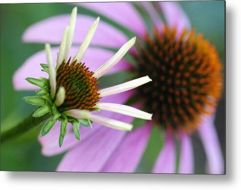 Cone Flowers Metal Print featuring the photograph Just Like Mama by Wanda Brandon