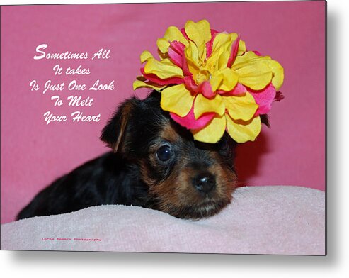 Puppy Metal Print featuring the photograph Just One Look by Lorna Rose Marie Mills DBA Lorna Rogers Photography