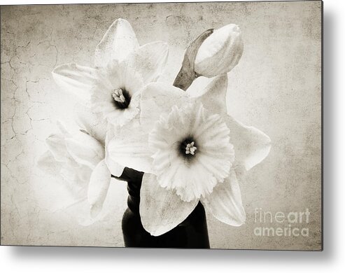 Andee Design Daffodil Metal Print featuring the photograph Just Plain Daffy 1 B W - Flora - Spring - Daffodil - Narcissus - Jonquil by Andee Design