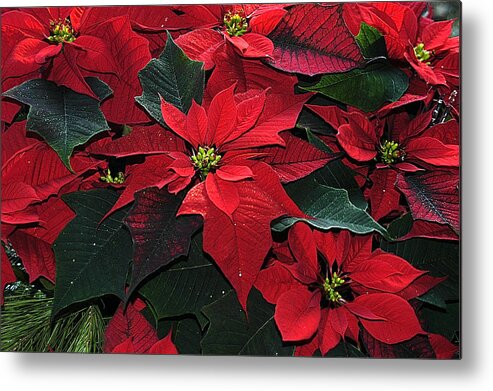 Christmas Metal Print featuring the photograph Just Poinsettia's by Geraldine Alexander