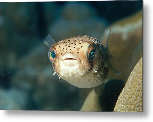Animal Metal Print featuring the photograph Juvenile Balloonfish by Charles Angelo