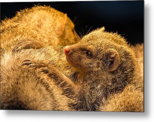 Mongoose Metal Print featuring the photograph Juvenile Mongoose by Andreas Berthold