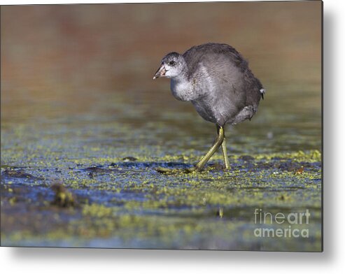 American Coot Metal Print featuring the photograph Juvi Coot by Bryan Keil