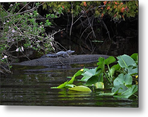 Alligator Metal Print featuring the photograph Juvie Gator by DigiArt Diaries by Vicky B Fuller