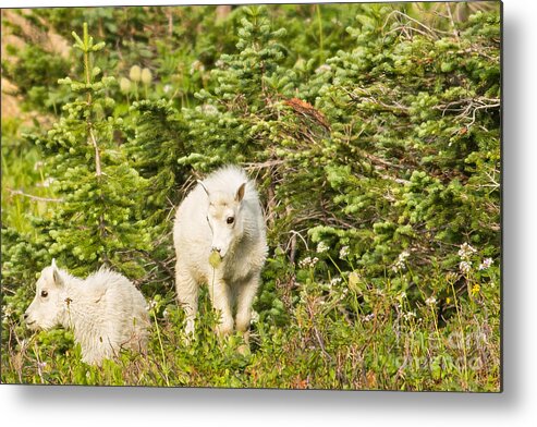 Mountain Goats Metal Print featuring the photograph Kids in Glacier NP 3 by Natural Focal Point Photography