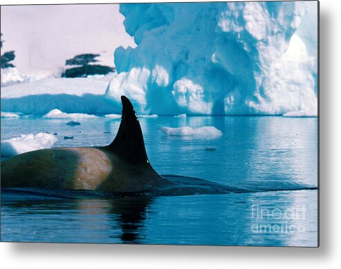 Killer Whale Metal Print featuring the photograph Killer Whale by Art Wolfe