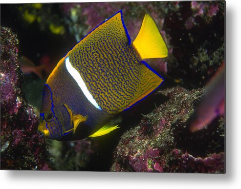 Angelfish Metal Print featuring the photograph King Angelfish by Greg Ochocki