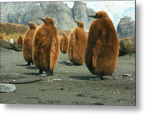 King Penguin Chicks Metal Print featuring the photograph King Penguin Chicks by Amanda Stadther