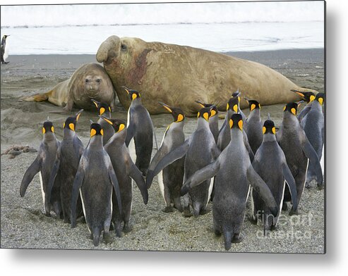 00345831 Metal Print featuring the photograph King Penguins And Southern Elephant by Yva Momatiuk John Eastcott