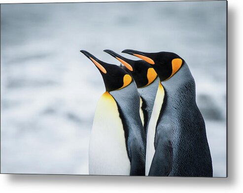 South Georgia Island Metal Print featuring the photograph King Penguins by Cedric Favero