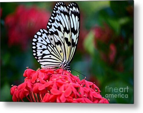 Landscape Metal Print featuring the photograph Kite Butterfly on Pink by Peggy Franz