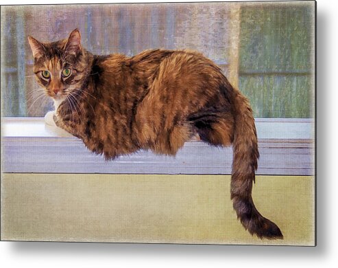 Cat Metal Print featuring the photograph Kitty In The Window by Cathy Kovarik