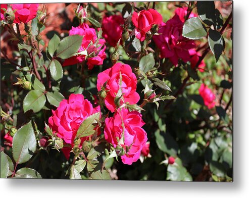 Roses Metal Print featuring the photograph Knockout Roses by John Mathews