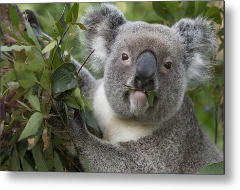 Feb0514 Metal Print featuring the photograph Koala Male Feeding Australia by Suzi Eszterhas