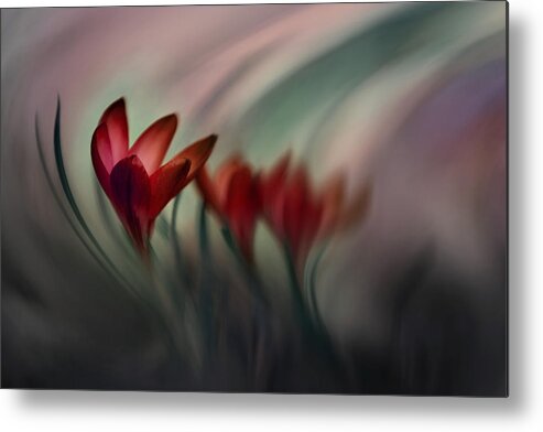 Crocus Metal Print featuring the photograph Krokus by Doris Reindl