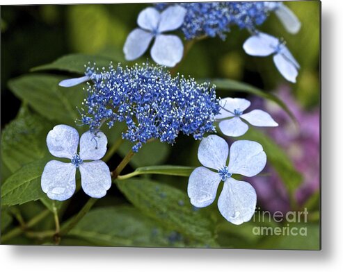 Lace Hydrangea Metal Print featuring the photograph Lace Hydrangea by Jim Gillen