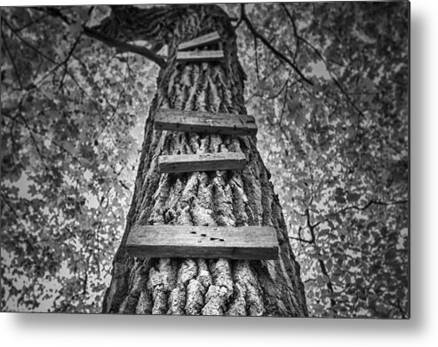 Tree Metal Print featuring the photograph Ladder to the Treehouse by Scott Norris