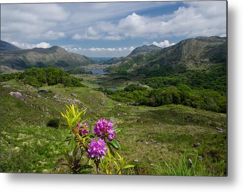 Ladies View Metal Print featuring the photograph Ladies View Co.Kerry by Martina Fagan