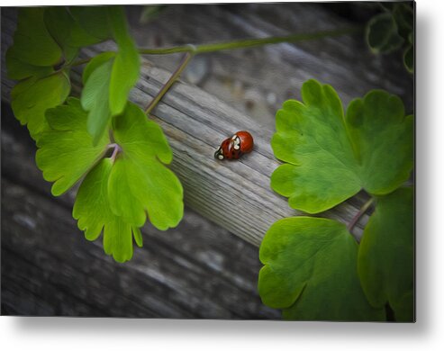 Animal Metal Print featuring the photograph Ladybugs Mating by Aged Pixel