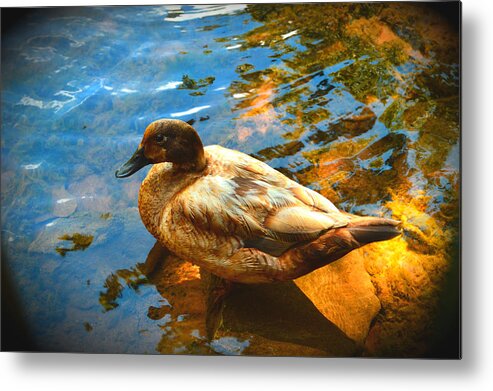 Lake Ducks Metal Print featuring the photograph Lake Duck Vignette by Stacie Siemsen