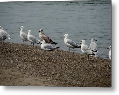 Birds Metal Print featuring the photograph Lake Erie Birds by Anthony Seeker