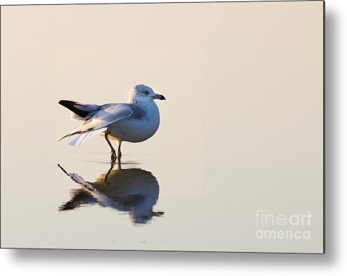 East Harbor State Park Metal Print featuring the photograph Lake Stroll by Deborah Scannell