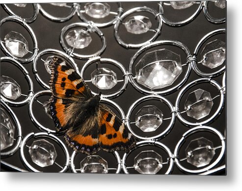 Short Tortoiseshell Butterfly Metal Print featuring the photograph Landed by Martina Fagan